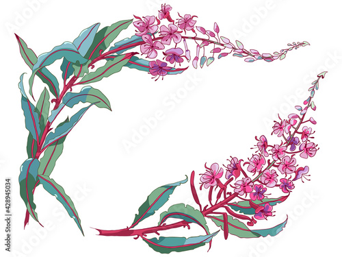 Willow-herb tea, ivan-tea Medicinal plant. Branch of fireweed flower on white background.