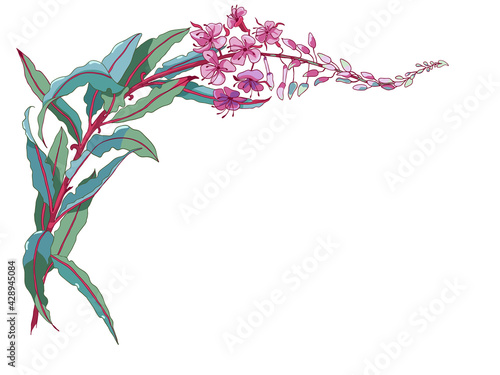 Willow-herb tea, ivan-tea Medicinal plant. Branch of fireweed flower on white background.