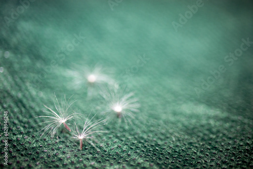 Fototapeta Naklejka Na Ścianę i Meble -  dandelion flower seeds  flying seeds when you blow. abstract and macro photograph, use as background. 