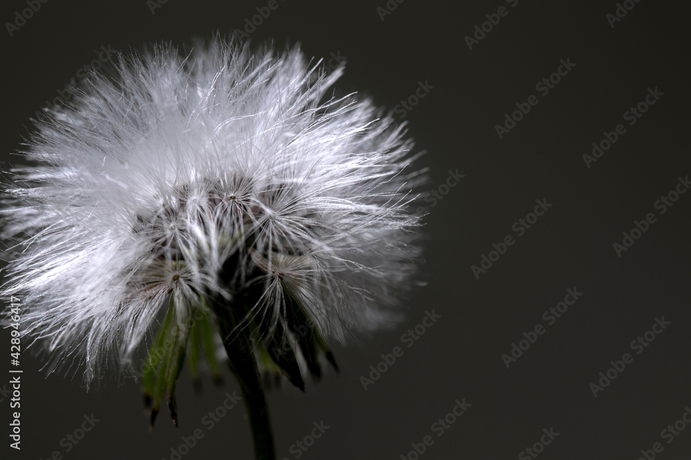 dandelion flower seeds, flying seeds when you blow.