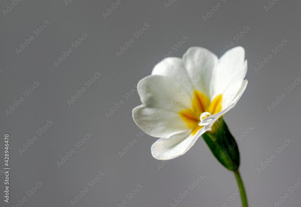 Primula blooming in March, white in color Primula blooming in March, white in color