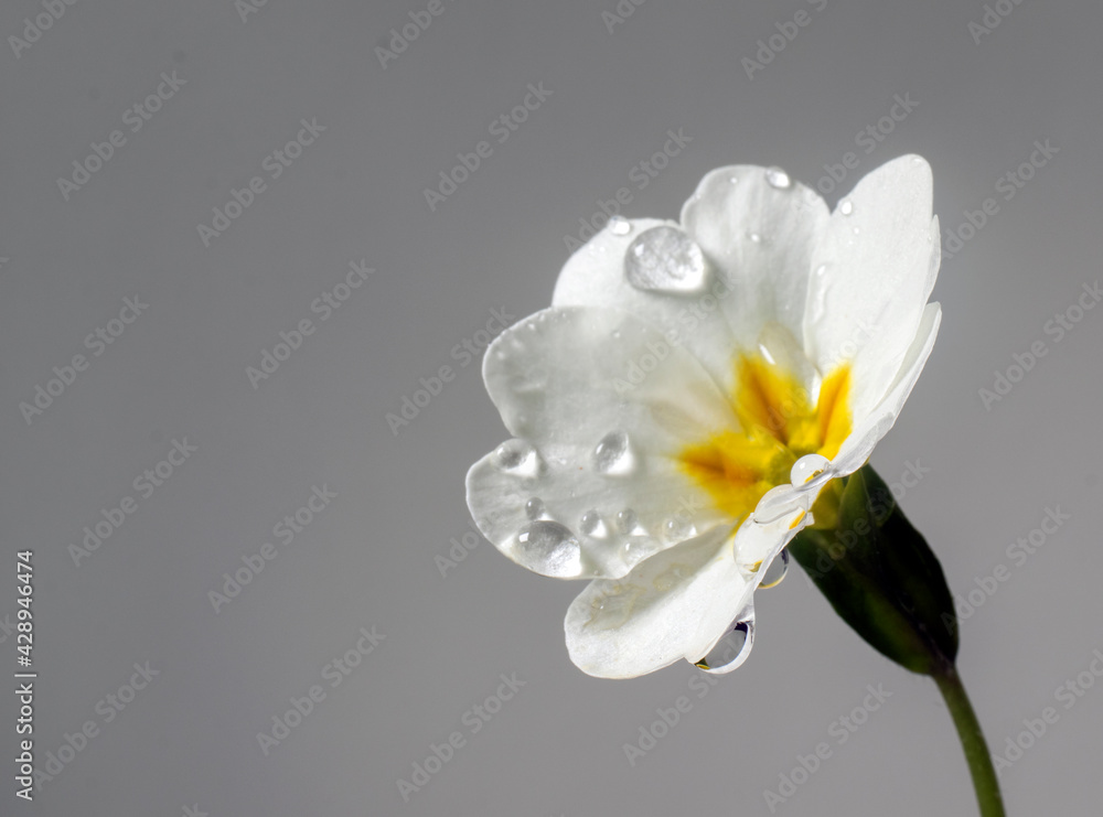 Fototapeta premium Primula blooming in March, white in color
