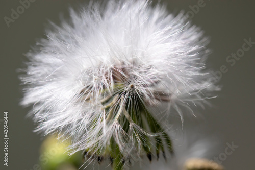 dandelion flower seeds  flying seeds when you blow.