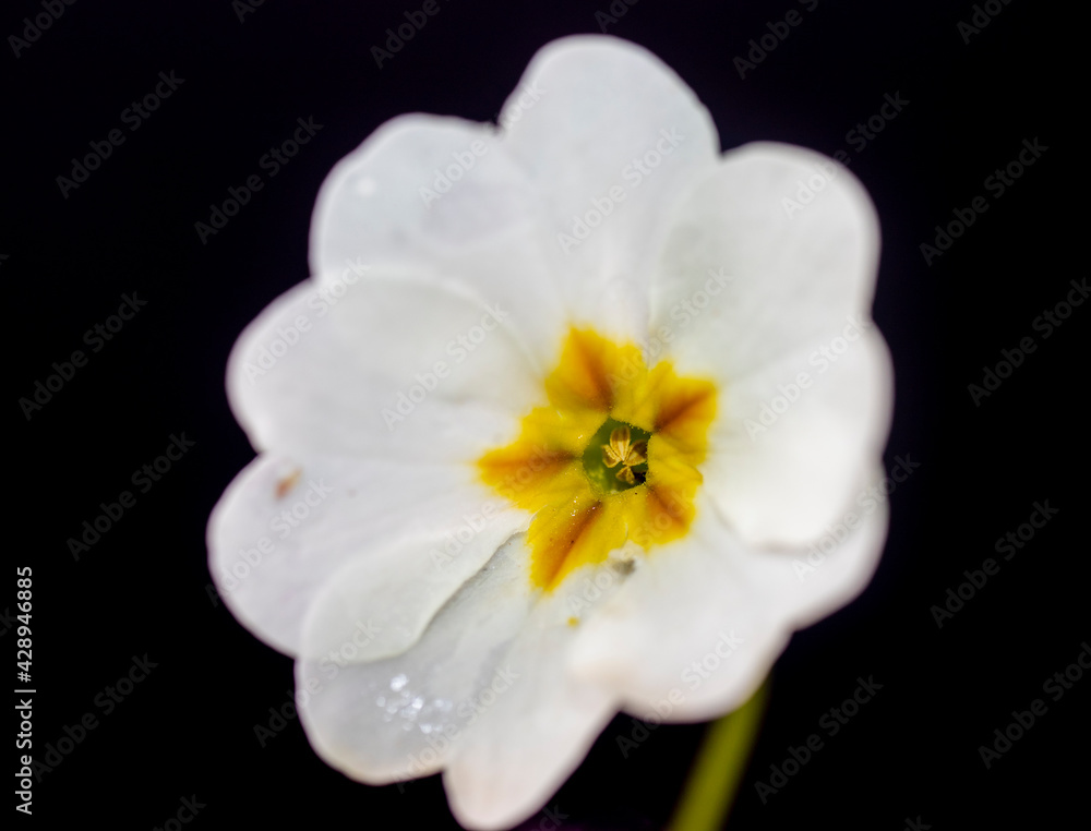 Primula blooming in March, white in color Primula blooming in March, white in color