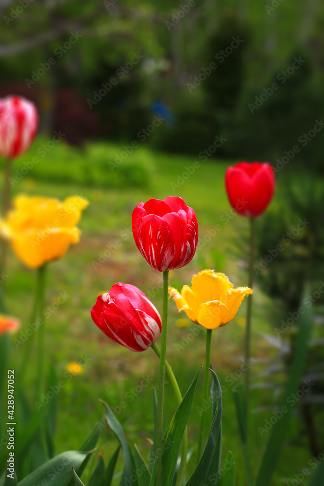 Fototapeta premium Tulip on natural blurred background. delicate tulip flower with petals and bright green leaves.
