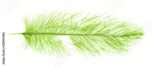 Green ostrich feather isolated on white © michaklootwijk
