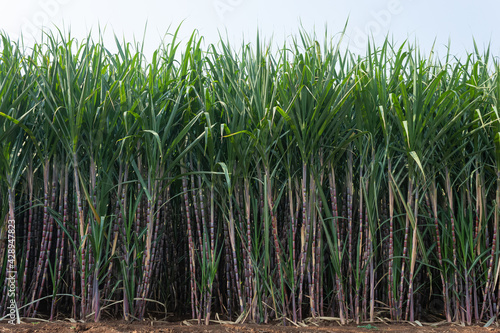 Canvas-taulu Sugarcane field with full grown crop, Kolhapur, Maharashtra, India
