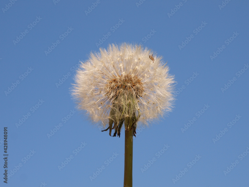 Dandelion seed head