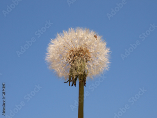 Dandelion seed head