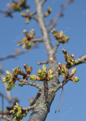 closeup of a looming twig of a cherry tree against the blue sky. Focus in the foreground 