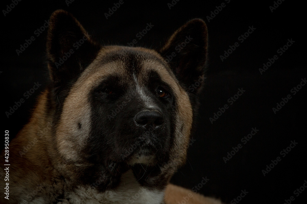 Portrait of American Akita dog on black background