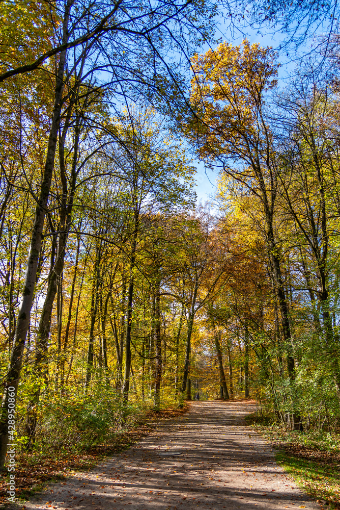 Obraz premium Woodland path in autumn