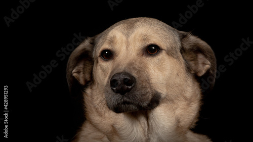 Portrait of dog on black background © BOGDAN