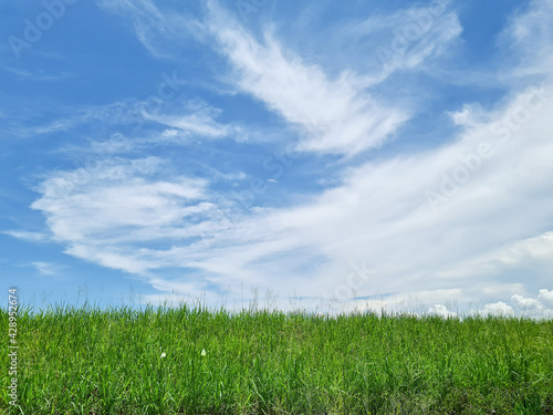 Green meadow and blue sky summer landscape background