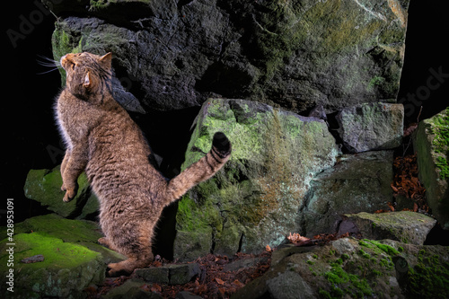 Photography European wildcat in beautiful nature habitat
