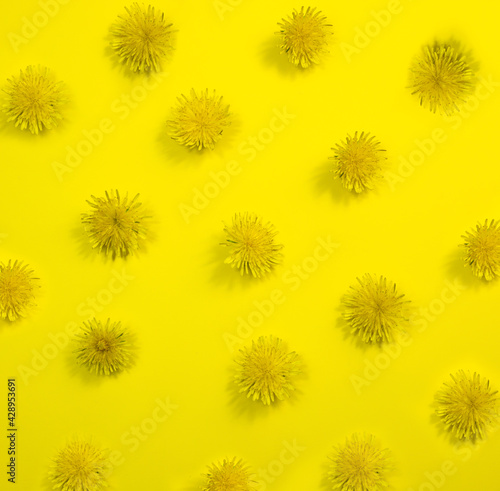 Yellow dandelion flowers on a yellow background.The pattern.Color of the year