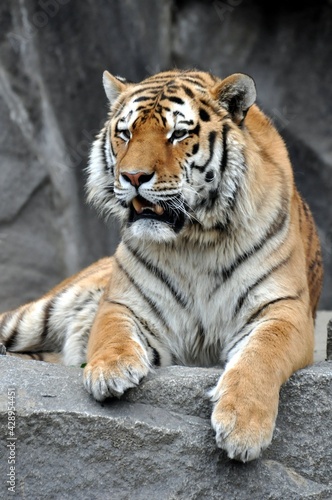 Fototapeta Naklejka Na Ścianę i Meble -  Sibirischer Tiger