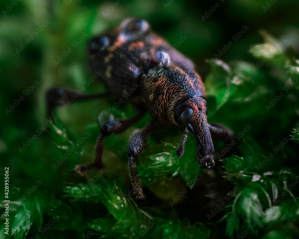 Macrophotography of a snout beetle. Bug in the moss close up. Curculionidae insect. Beautiful nature concept. Macrophotography of a snout beetle. Bug in the moss close up. Curculionidae insect. Beautiful nature concept.