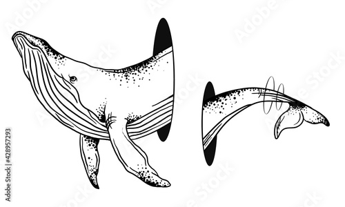 vector illustration of a whale on a white background, graphics, Hand Drawn Whales photo