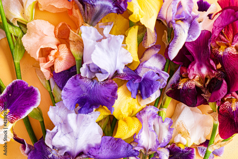 irises on the colorful background