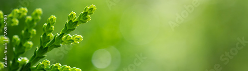 Closeup green leaves in nature background with copy space.