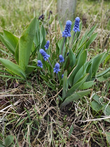 spring flowers in the grass