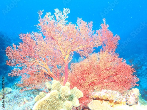 沖縄の珊瑚礁の海赤イソバナ
The coral sea of the Kerama Islands, Okinawa photo