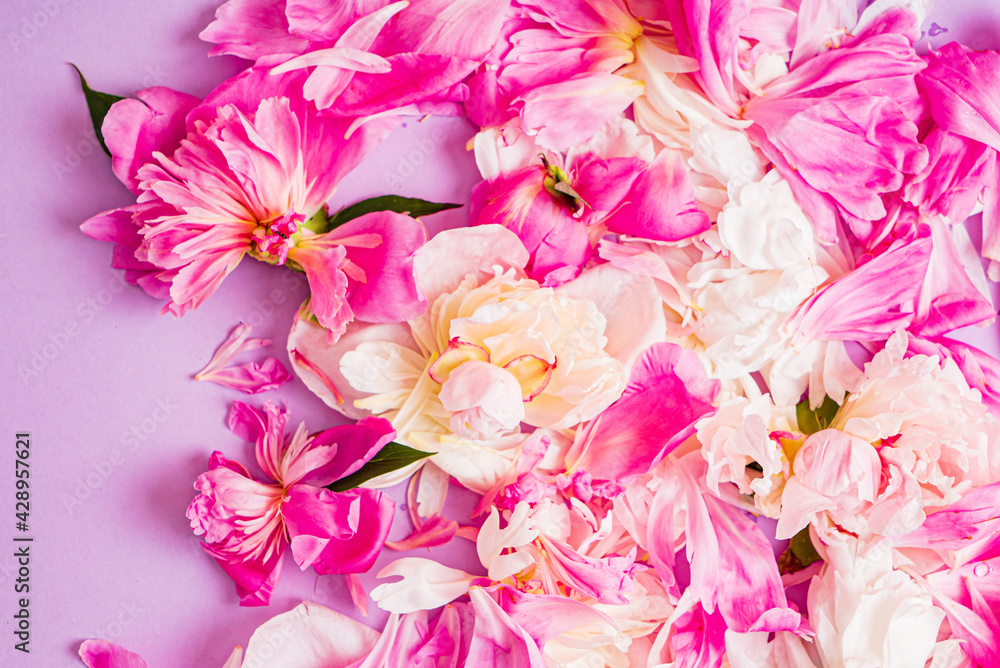 peony petals on the color background peony petals on the color background