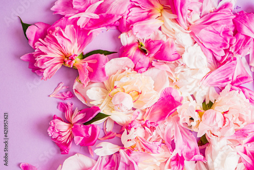 peony petals on the color background