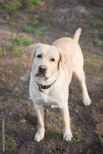 Adorable Labrador dog in the park