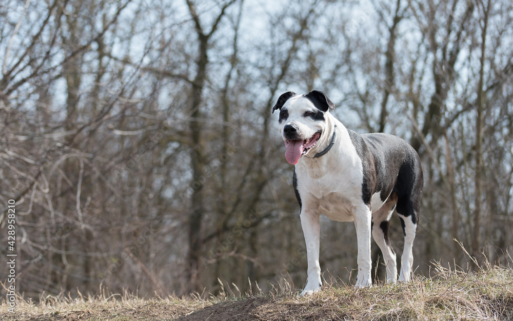Adorable pitbull terrier in the park Adorable pitbull terrier in the park