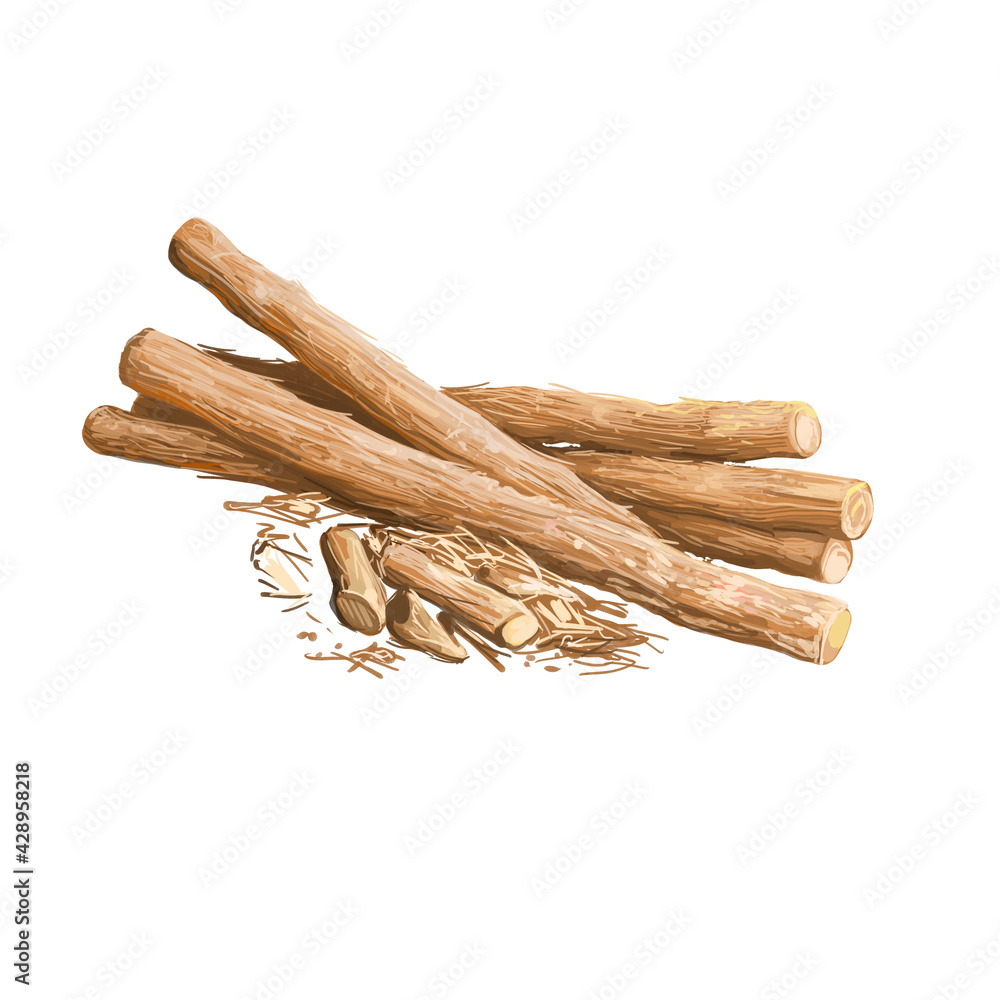 Liquorice root isolated dried sticks isolated digital art illustration. Licorice Glycyrrhiza