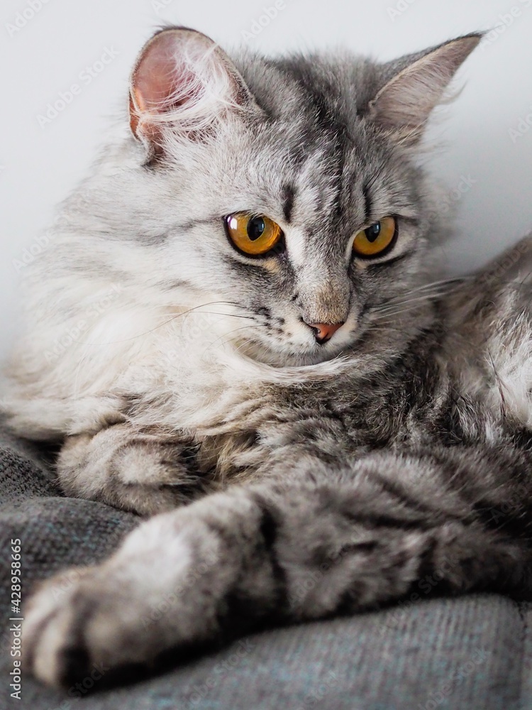 Portrait beautiful grey fluffy domestic cat with yellow eyes. Banner with place for text for veterinary clinics. The concept care of pets. Cat day. Ultimate gray color of the year 2021