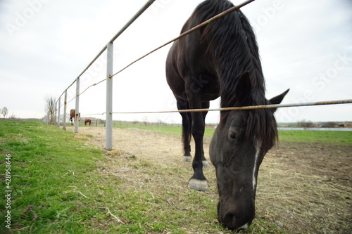 Black horse eats grass in a corral near the fence. Horses glaze on a cloudy spring day © Omega