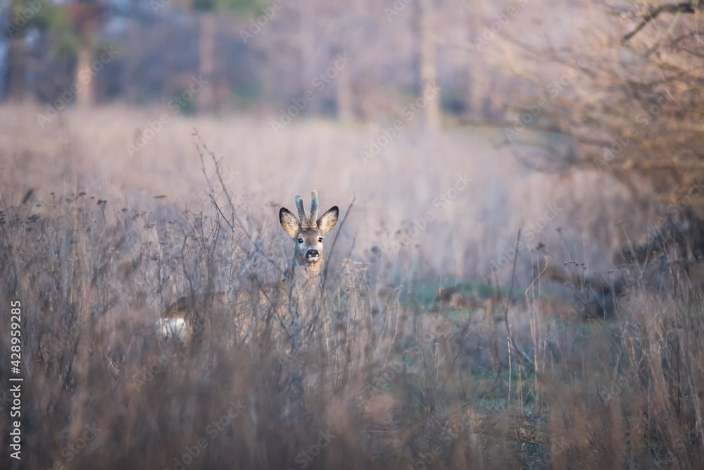 Roe deer standing in tall dry grass Roe deer standing in tall dry grass