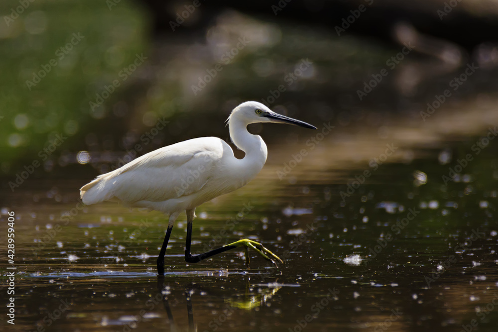 Fototapeta premium Beautiful little egret fishing in the lake