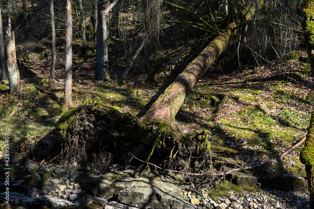 a fallen tree in the forest a fallen tree in the forest