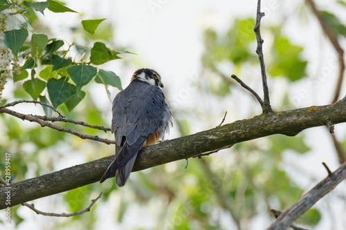 The Hobby (Falco subbuteo), wild predator bird sits on tree branch