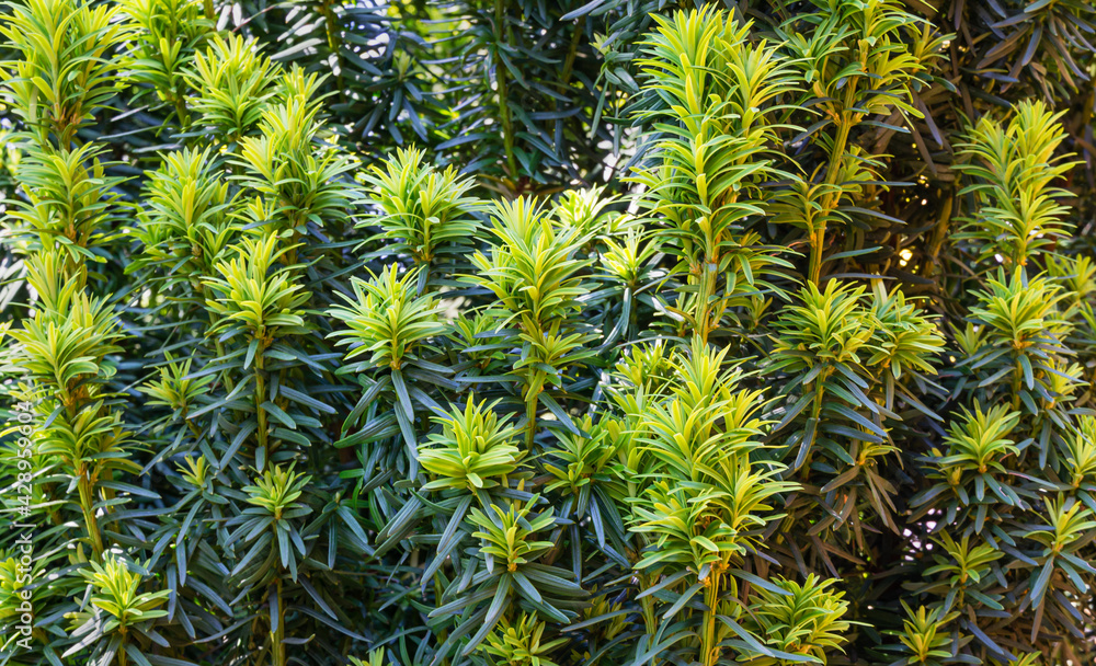 Yew Taxus baccata Fastigiata Aurea (English yew, European yew) new bright green with yellow stripes foliage in spring garden as natural background. Selective focus. Nature concept for design Yew Taxus baccata Fastigiata Aurea (English yew, European yew) new bright green with yellow stripes foliage in spring garden as natural background. Selective focus. Nature concept for design