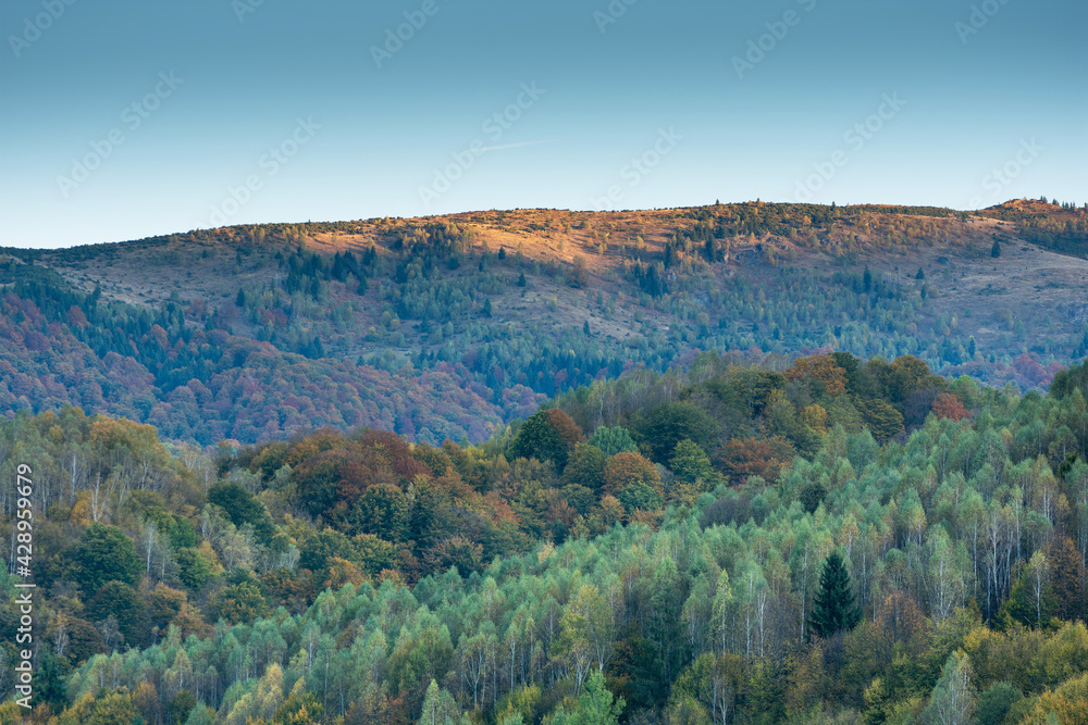 Sunrise over forest in late Autumn