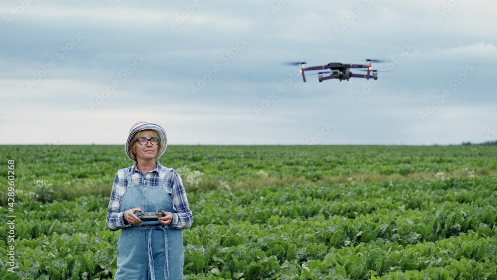 Fototapeta premium Woman Controls Drone. She Stands With Remote Control In Her Hands On Field Of Beets.