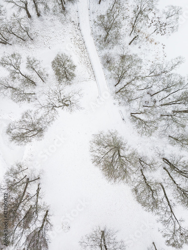 Trees on a winter day. Captured from above. photo