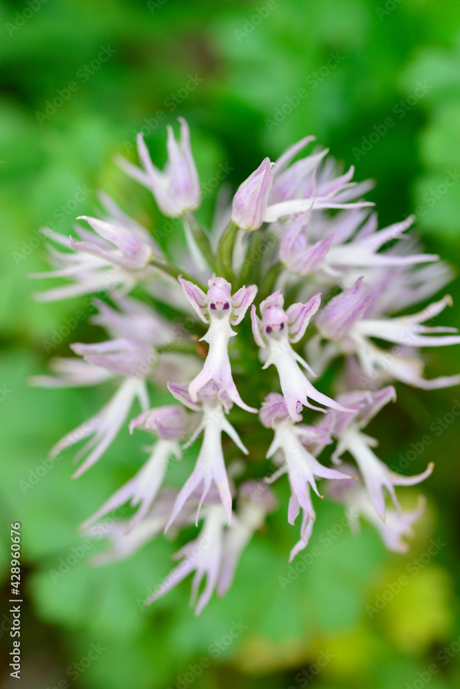 Orchis italica or wild orchid in the pasture of extremadura Orchis italica or wild orchid in the pasture of extremadura
