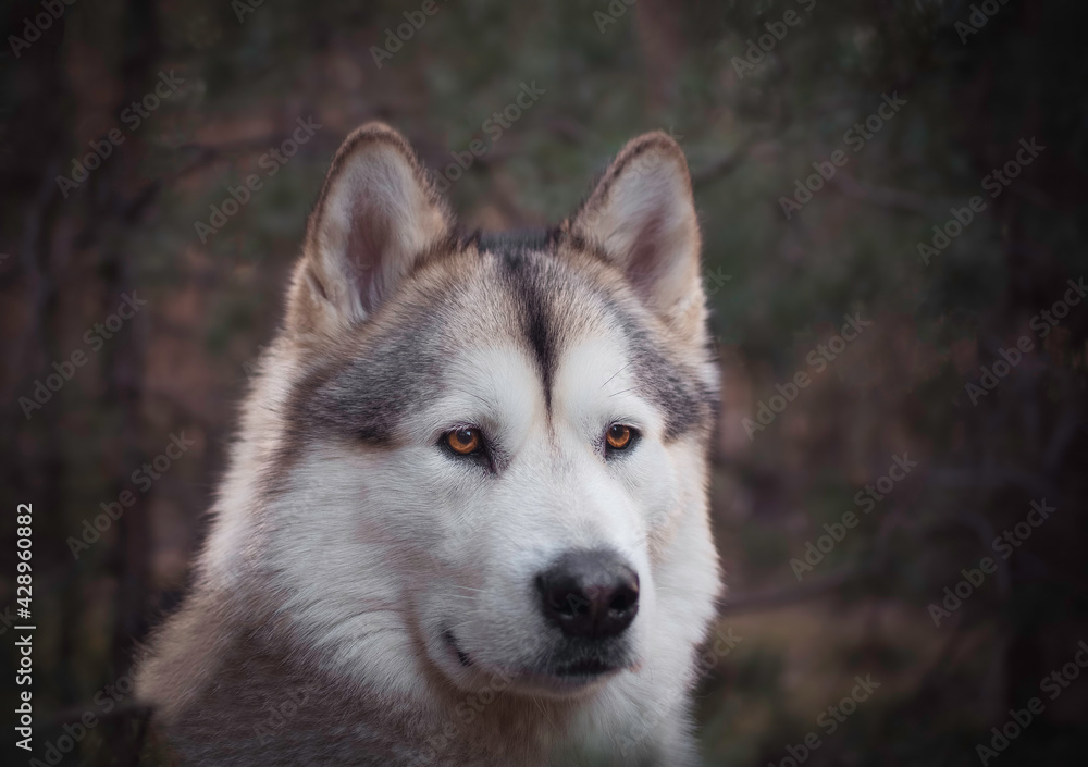 Proud Alaskan Malamute female dog in a professional pet photosession in Kampinos National Park, Warsaw, Poland. Selective focus on the eyes of the animal, blurred background.