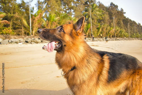 Curious young German shepherd dog playing with owner or trainer on beach | Training Young active and aggressive German Shepherd dog on beach in playful mood active and happy 