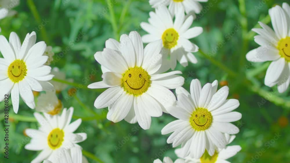 Happy positive flowers smiling at the camera in 4K Slow motion 60fps
Happy positive flowers smiling at the camera in 4K Slow motion 60fps