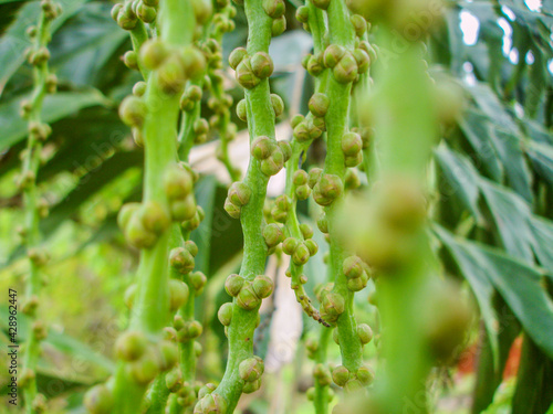 green betel nut hanging in tree 