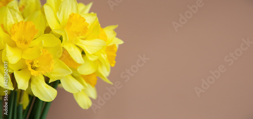 Lush bouquet of yellow daffodils (narcissus) on a gently pink background. Banner