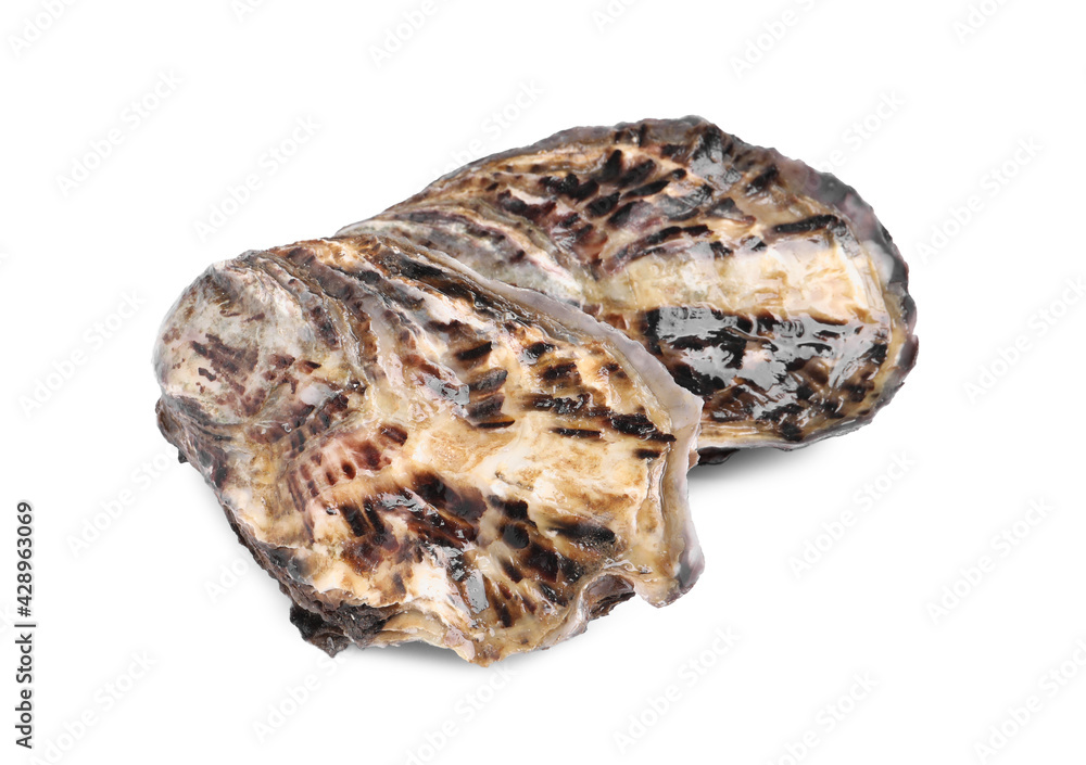 Fresh raw closed oysters on white background Fresh raw closed oysters on white background