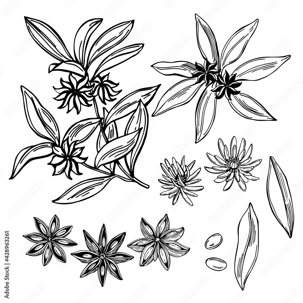 Star anise. Vector illustration. Star anise. Vector illustration.